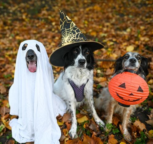 Doggie Costume Contest